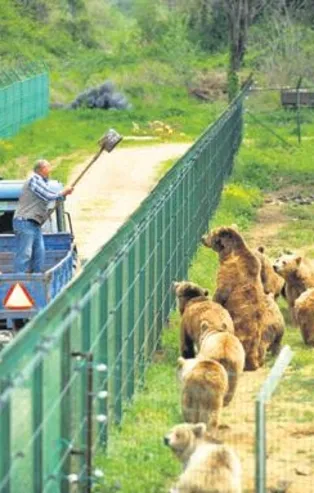 Ovakorusu Ayı Barınağı'ndaki ayıların her birinin adı var