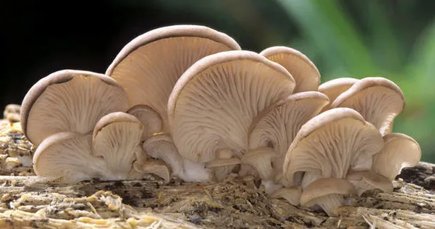 televizyonda-gorup-evde-bunu-yapti-aylik-kazanci-ise-dudak-ucuklatti-tam-45000-tl-kazaniyor-1613885177062.jpg Paraya para demiyor! Aylık kazancı ise dudak uçuklattı! Televizyonda görüp evde bunu yaptı! Tam 45.000 TL kazanıyor-4