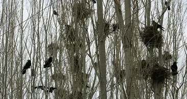 Korku filmi değil gerçek! Mahallenin kabusu oldular! İstilacı kargalar...
