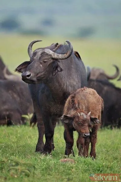 Ava giderken avlandı! Bir anda bufaloların arasında kalan aslanın zor anları (Aslan - Bufalo kavgası) - 16