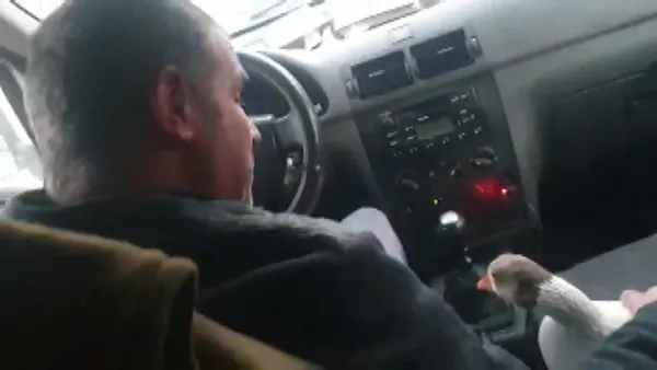 kaz-ile-dost-oldu-yolda-sahipsiz-gorup-aracina-aldi-1639914341485.jpg Kaz ile dost oldu! Yolda sahipsiz görüp aracına aldı-2