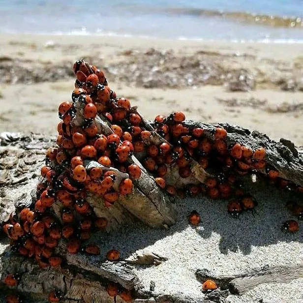 Saros Körfezi'nde uğur böceği istilası! Tatilcileri ısırıyorlar-7