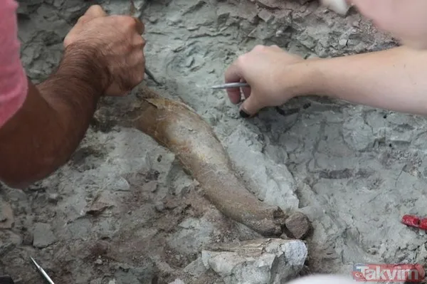 Çankırı'da 8,5 milyon yıllık fosil bulundu! - 6