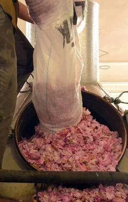 Gül yağının kilogramı 12 bin eurodan satılıyor!