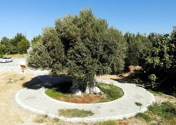 1300-yillik-zeytin-agacinin-meyvesi-ve-yagi-baskan-erdogana-hediye-edilecek-1602656815029.jpg