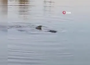 Batman’da nesli tehdit altındaki Fırat kaplumbağaları görüldü