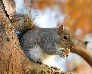 Rüyada sincap görmek ne anlama gelir?