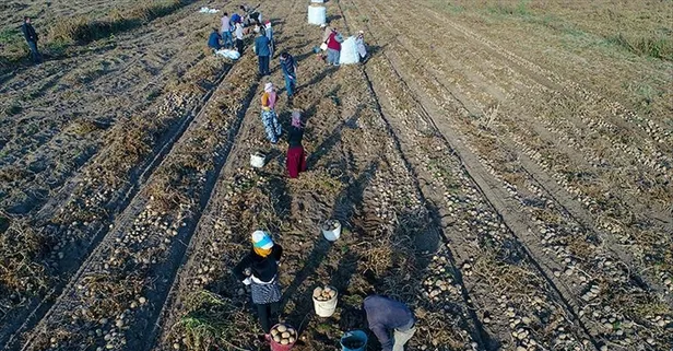 TİGEM 50 mevsimlik işçi alımı yapıyor: Tarım İşletmesi Müdürlüğü işçi alımı başvurusu ne zaman? Kadro dağılımı ve şartları