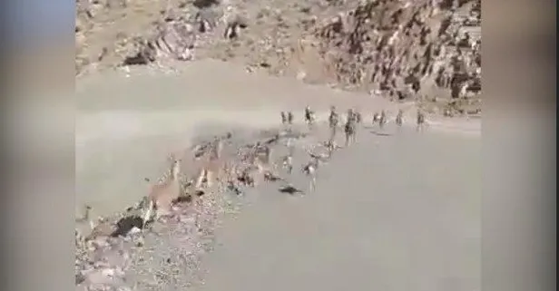 "Mekanın gerçek sahipleri geri geldi" İşte terörden temizlenen Yüksekova dağlarındaki yaban hayatı