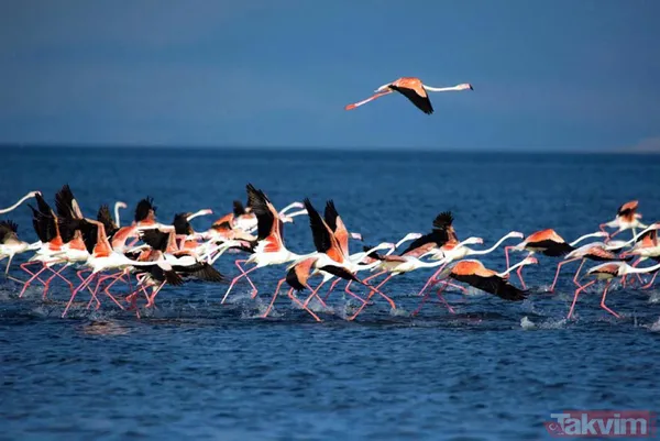 Bir zamanlar Van Denizi'ydi! Sular çekildi tarım alanı oldu - 4