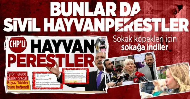 İstanbul Beşiktaş’ta sokak köpekleri için eylem yaptılar!