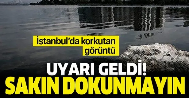 Istanbul Da Kokutan Goruntu Veteriner Hekimler Odasi Uyardi Sakin Dokunmayin Takvim