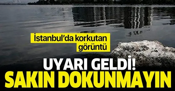 İstanbul’da kokutan görüntü! Veteriner Hekimler Odası uyardı: Sakın dokunmayın