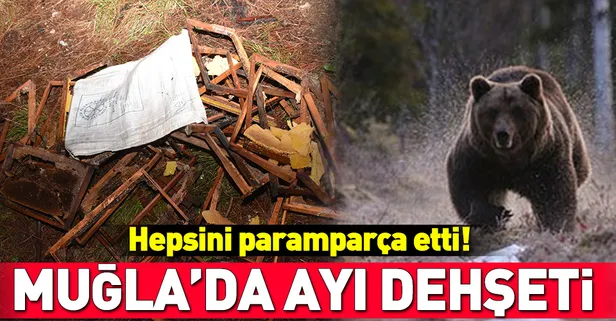 Muğla'da dehşet! Ayılar paramparça etti