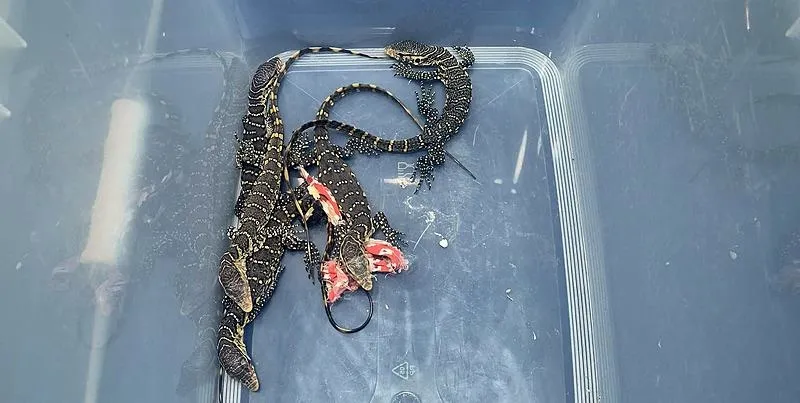 Kaçak yollarla yurda getirilen timsah ve varanlara el konuldu (DHA)