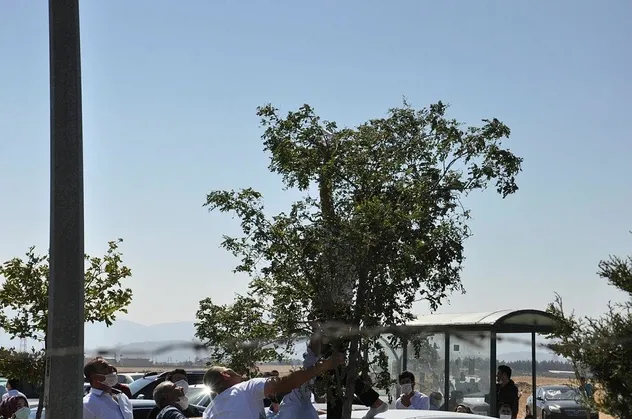 Gaziantep'te ilginç olay: Rüzgarın uçurduğu YKS giriş belgesi ağacın dalına takıldı
