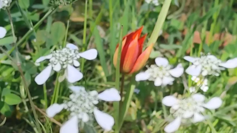 10-gunluk-omru-var-manisa-lalesini-koparana-699-bin-tl-rekor-ceza-1777390124711.jpg 10 günlük ömrü var: Manisa lalesini koparana 699 bin TL rekor ceza-5