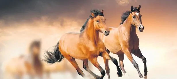 Atların güzelleri!
