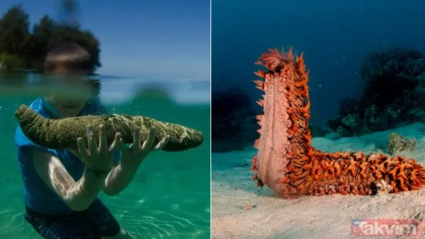 Bazı Hayvanlar, Kaybolan Uzuvlarını Yenileyebilir Ya Da Ciddi Yaralarını Hızla İyileştirebilir. Bu İnanılmaz Yetenek, Bilim İnsanlarının Merakını Cezbetmeye...