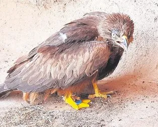 Kartala protez ayak