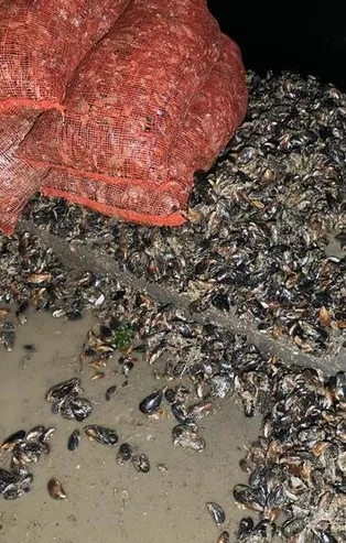 Kadıköy'de kaçak midye avcılarına operasyon