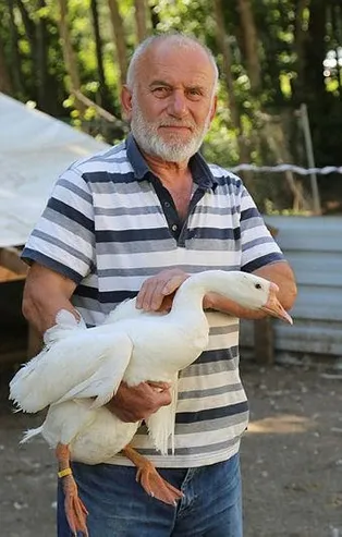 Akkuş'ta "kaz çiftliği" kurdu siparişlere yetişemiyor