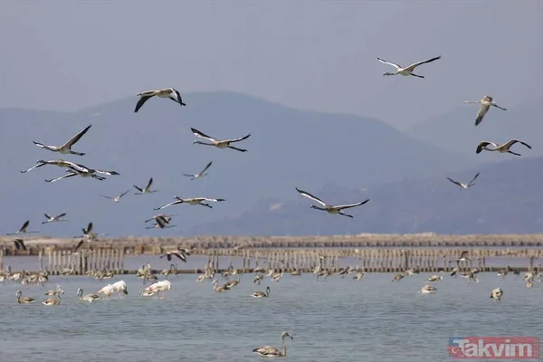 Minik allı turnalar (flamingolar) uçmayı İzmir Kuş Cenneti'ndeki doğal kreşte öğreniyorlar - 38
