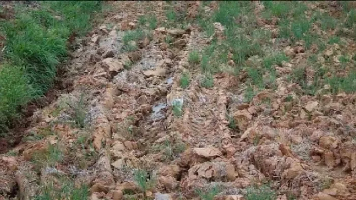 Ağaç kovuğunda gizlenen kediyi gördün mü? Üstün IQ'su olanlar 8 saniyede çözebiliyor. Fotoğraftaki kediyi şahin gözlere sahip olanlar fark ediyor-2