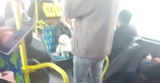 İstanbul'da bir "köpektapar" vakası daha! Dolu metrobüste engelli koltuğuna finosunu oturttu