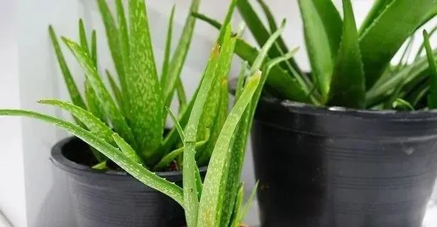 Aloe vera sivilceye veda!