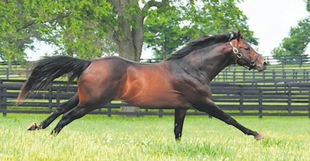 At sahibi ve yetiştirici Arif Kurtel, hız kesmiyor! 50 bin dolara iki at daha satın aldı