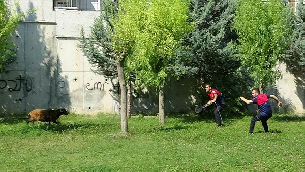 firar-eden-koc-hastane-bahcesini-birbirine-katti-1657351693634.jpg Firar eden koç hastane bahçesini birbirine kattı-2