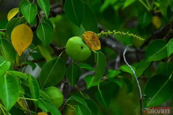 Dünyanın en tehlikeli ağacı! Dallarının altında durmak bile öldürebilir - 2