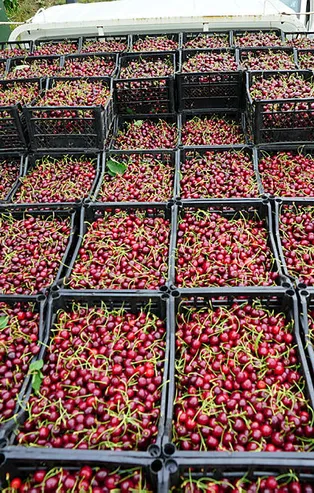 Sezon bitmeden rekor kırıldı! Cumhuriyet tarihinin en yükseği