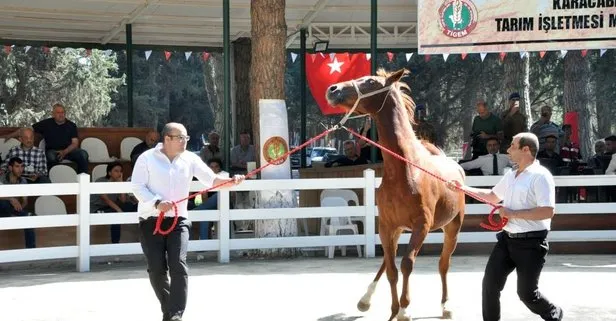 Ev fiyatına tay! TİGEM’in Karacabey Harası’nda düzenlediği satışta Balkı Tay isimli Arap atı 800 bin liraya alıcı buldu