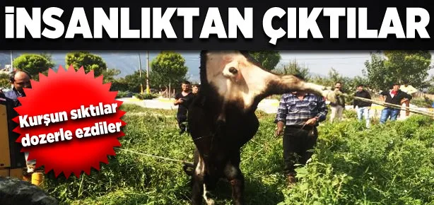 Kurbanlık danaya böyle işkence yaptılar