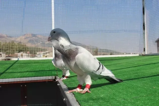 13 senelik memurluğu bıraktı bu işi yapmaya başladı! 5.000 TL'den başlıyor, 750.000 TL'ye kadar satıyor-4