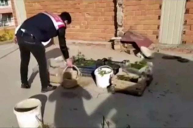 63 yaşındaki uyuşturucu taciri evini kenevir bahçesine çevirdi