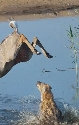 Vahşi doğadan inanılmaz görüntüler