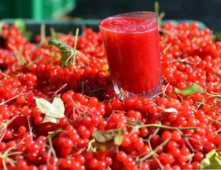 Gilaburu meyvesi kanserden koruyor