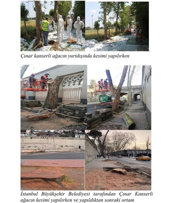 chpli-ibb-ciragan-caddesindeki-tarihi-cinarlari-katletti-avrupada-kanserli-agaclar-bakin-nasil-kesiliyor-ibbni-1647772263161.jpg CHP'li İBB Çırağan Caddesi'ndeki tarihi çınarları katletti! Avrupa'da kanserli ağaçlar bakın nasıl kesiliyor? İBB'nin yalanı böyle çürüdü-4
