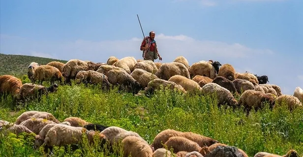 Tarım ve hayvancılık desteklerine zam geldi!