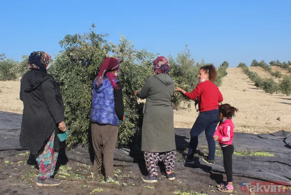 Her yıl 6 aylığına gittiği Kilis'ten dünyaya tonlarca zeytinyağı ihraç ediyor - 2