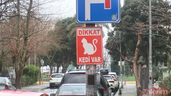 Kadıköy'de kedi katliamı! Toplu ölümler mahalleliyi ayağa kaldırdı - 7