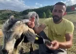 Atasözü gerçek oldu! Boynuz kulağı geçti