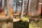 Son dakika: Sultangazi'de orman yangını