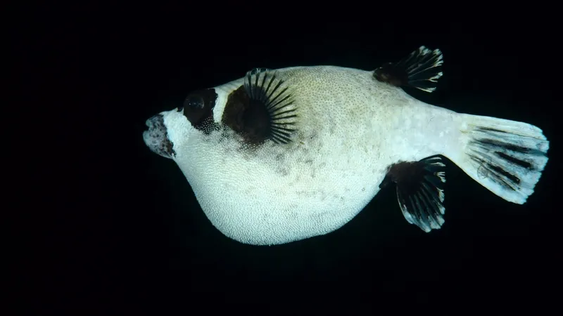 akdeniz-ve-ege-kiyilarinda-rekor-av-balon-baligi-yakalayana-35-tl-destek-1776858262389.jpg Akdeniz ve Ege kıyılarında rekor av: Balon balığı yakalayana 35 TL destek-4