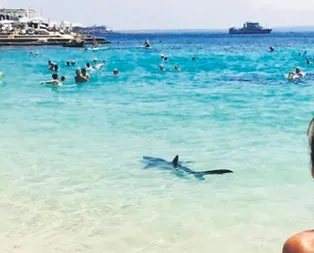 Akdeniz’de Jaws paniği