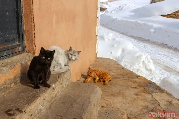 Kar kalınlığı 2 metreyi aştı! Van'ın köylerinde 'beyaz esaret' yaşanıyor - 14