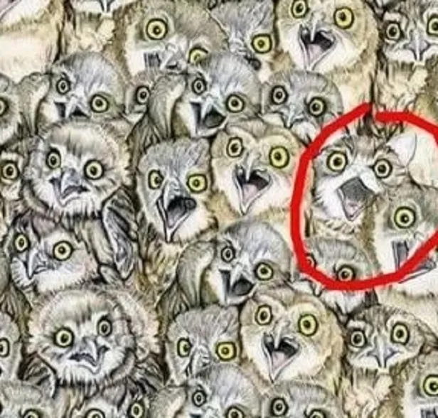 100-kisiden-99u-bulamadi-baykuslarin-arasindaki-kediyi-ancak-ustun-zekali-birisi-aninda-buluyor-1700655306989.jpg 100 kişiden 99'u bulamıyor! Baykuşların arasındaki kediyi saniyesinde bulan üstün zekalı çıkıyor-6